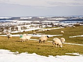 Sheep on Hope Bowdler Hill
