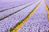 Hyacinth fields,Netherlands