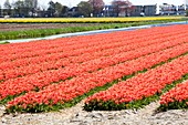 Tulip fields,Netherlands