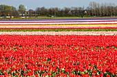 Tulip fields,Netherlands