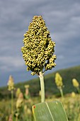 Sorghum plant seedhead