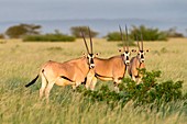 Beisa Oryx herd in Awash National Park