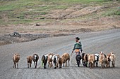 Shepherd with flock near Debark