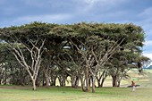Acacia Abyssinica tree near Debarq