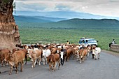 Pastoralists moving their herd