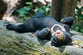 Bornean sunbear (captive)