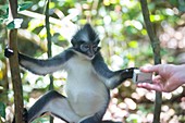 Leaf monkey looking at camera