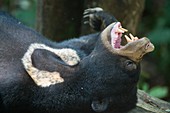 Bornean sunbear (captive)