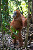 Sumatran orangutan