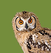 Bengalese eagle owl
