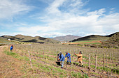 Vineyard,South Africa