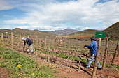 Vineyard,South Africa