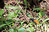 Spider wasp and prey