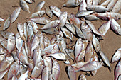 Fish killed by unseasonal temperatures