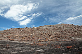 Protea plants in fire-damage scrub