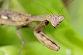 Common mantis