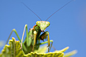 Madagascan marbled mantis