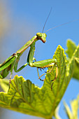 Madagascan marbled mantis