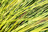 Thatching grass (Hyparrhenia hirta)