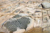 Coastal erosion patterns in rock
