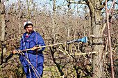 Pear orchard pest control,South Africa