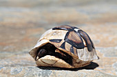 Dead leopard tortoise
