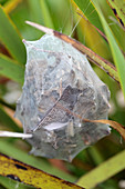 Common rain spider egg sac