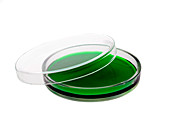 Green agar plate