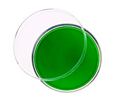 Green agar plate