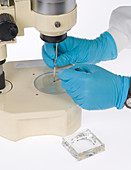 Mounting specimen on microscope stage
