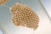 Soft coral specimen