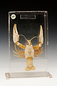 Crayfish specimen