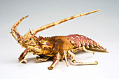 Crustacean,dried specimen