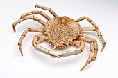 Crab exoskeleton specimen