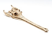 Gharial skull