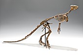 Dinosaur skeleton cast