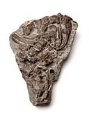 Ichthyosaur fossil