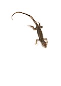 Lizard,dried specimen