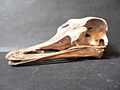 Ostrich skull,specimen