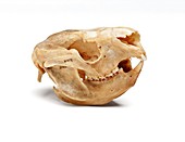Koala skull