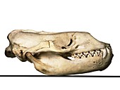 Leopard seal skull