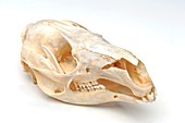 Wallaroo skull