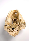 Opossum skull