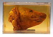 Harbour seal head,specimen