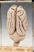 Hyaena brain,specimen