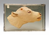 Calf head,specimen