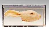 Rabbit head,specimen