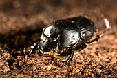 Taurus scarab beetle
