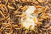 Breeding insects for human consumption