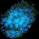 Mitochondria and nuclei,SIM micrograph